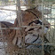 Tigrillo Ocelot