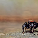 Black and White Jumping Spider