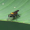 Fly