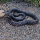 Eastern rat snake