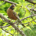 American Robin