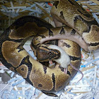 Ball Python