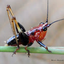 Katydid Nymph