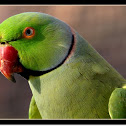 Rose Ringed Parakeet