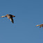 Mottled Duck