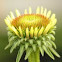 Echinacea 