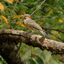 Northern Flicker Yellow-shafted Adult Male