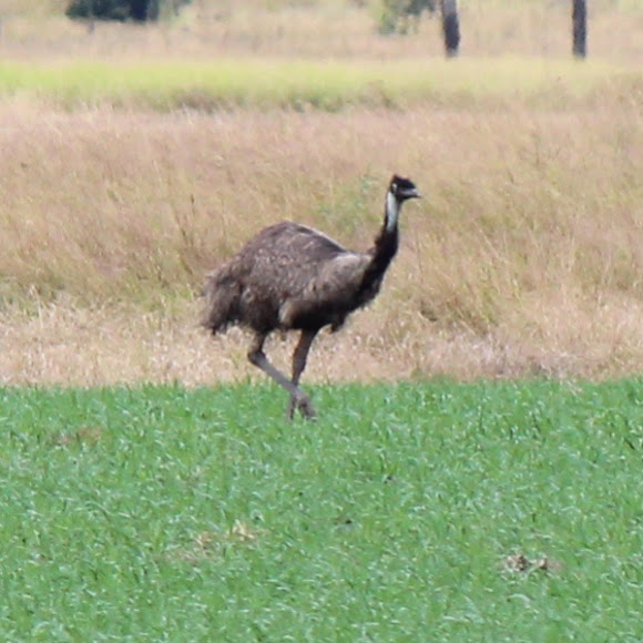 Spotting Image 1