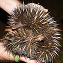 Short-beaked Echidna