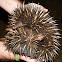 Short-beaked Echidna