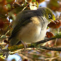 Silver-eye Tauhou