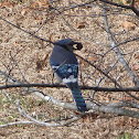 Blue Jay
