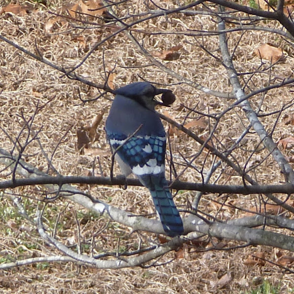 Spotting Image 1