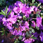 Azalea