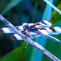 Twelve-spotted Skimmer