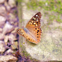 Tawny Emperor?