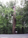 The C.G. Hill Memorial Park Ancient Poplar Tree