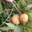 Ohio Buckeye