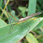 Assassin bug