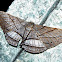 Unknown moth