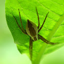 Nursery web spider