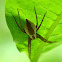 Nursery web spider