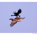 Brahminy Kite