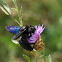 Carpenter Bee