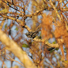 Black and White Warbler