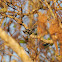 Black and White Warbler