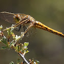 Dragonfly