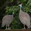 Helmeted Guineafowl