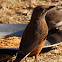 Cape Rock-thrush (female)