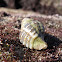 Hermit Crab