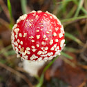 Fly Agaric