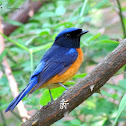 Rufous-bellied Niltava (Male)