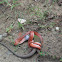 Serpiente-Snakes