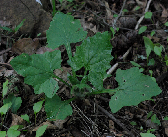 Spotting Image 1