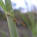 Wasp