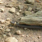 Ringneck Snake