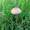 Mower's Mushroom