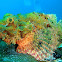 Scorpion Fish 