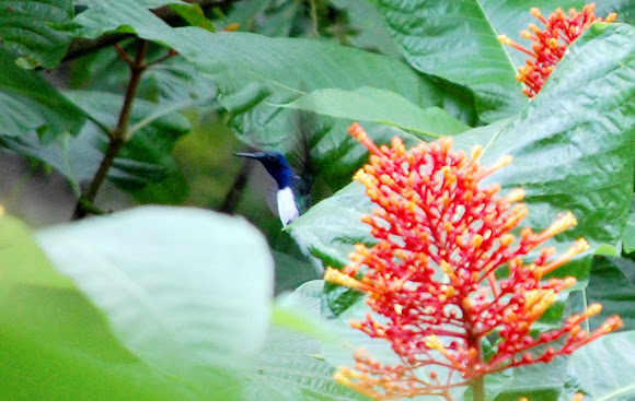 Spotting Image 1