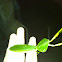 Hood Mantis