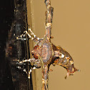 Moth