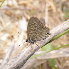 Cinzentinha