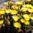 Yellow hardy ice
