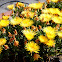 Yellow hardy ice