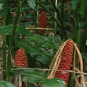 Beehive Ginger