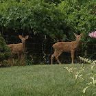 White tailed deer fawn